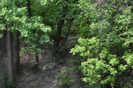 vidin